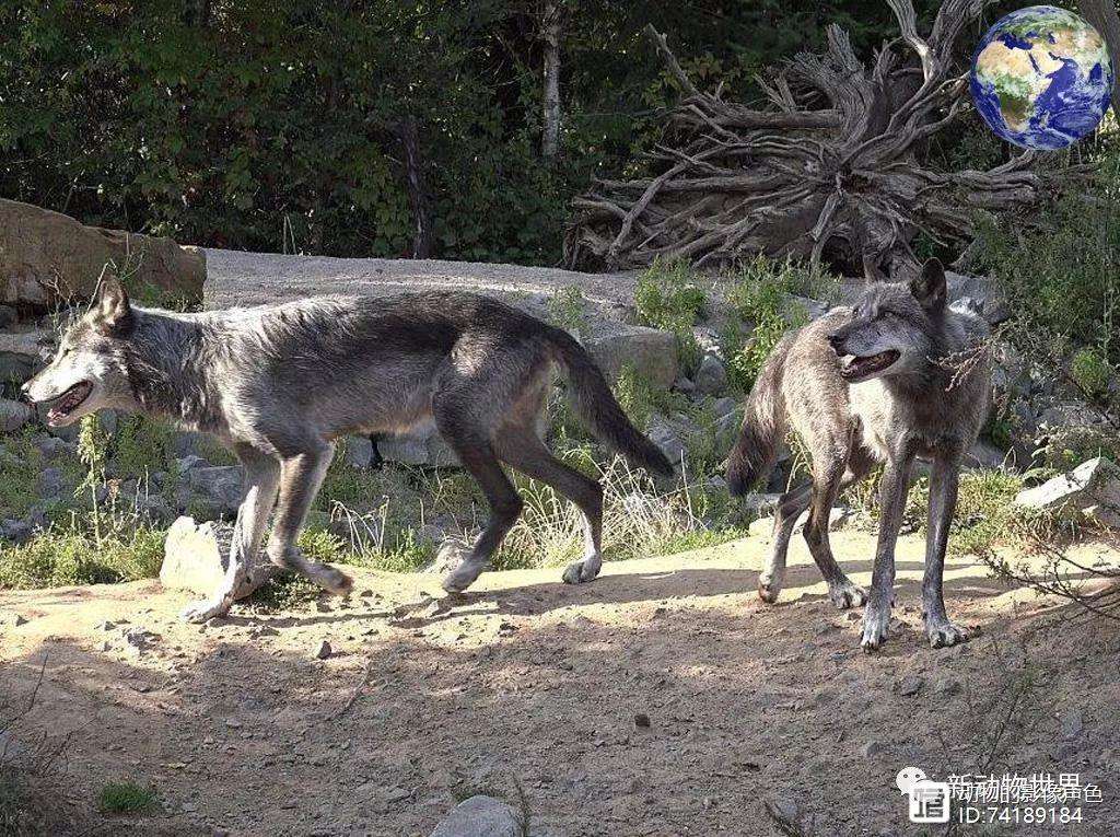 关于明尼苏达森林狼内部会议纪要流出：清晨外线爆发，NBA总决赛使命明确，心理建设被强调的信息-jinnianhui中国官网